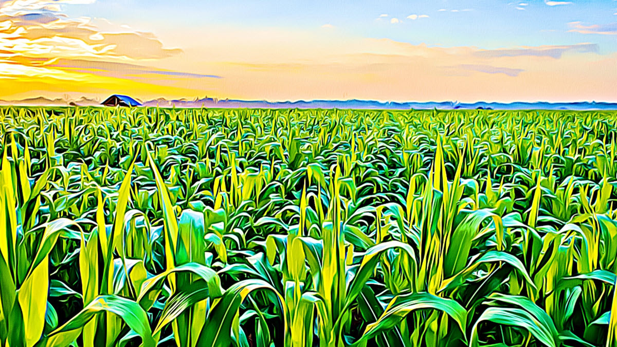 Farmer&#039;s Day (Ghana) - ExcelNotes