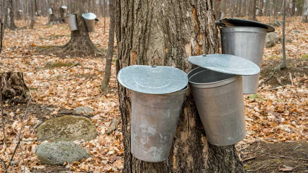 National Maple Syrup Day ExcelNotes